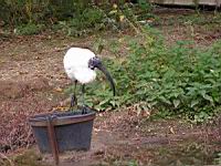 Ibis sacre, Threskiornis aethiopicus (Photo F. Mrugala) (12)